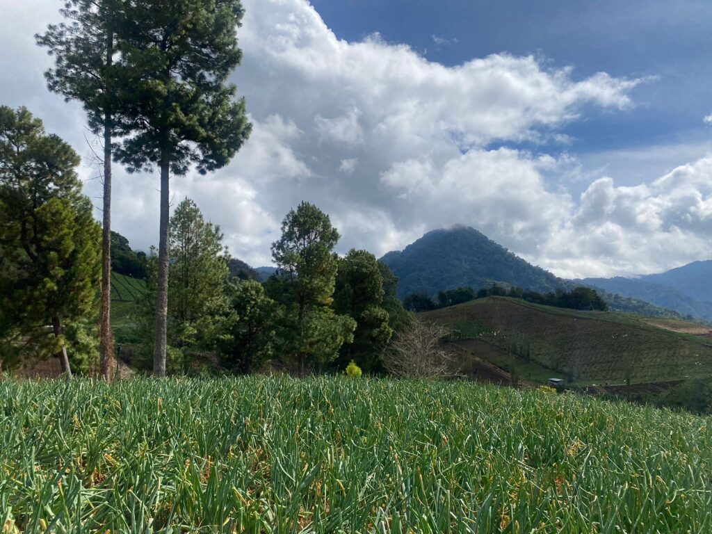Cerro Punta12