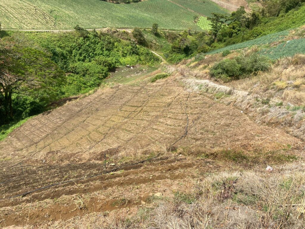 Cerro Punta14