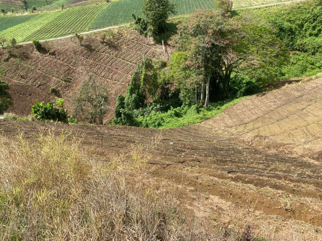 Cerro Punta8