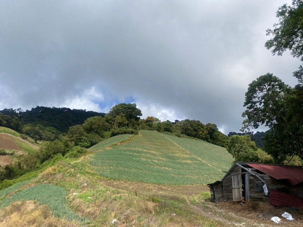 Cerro Punta9